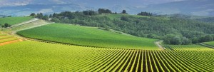 Vista panoramica di un vigneto nella verde campagna toscana