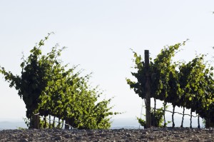 Vineyard rows with drip irrigation.